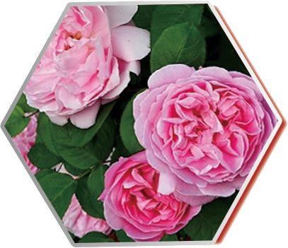 tinh dầu hoa hồng damask