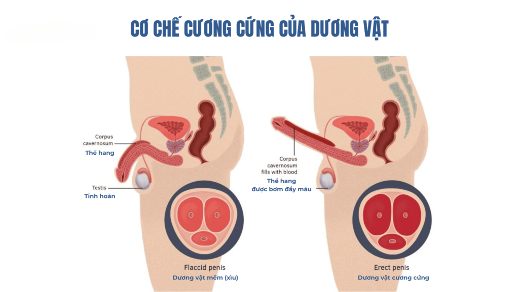 Cơ chế cương dương